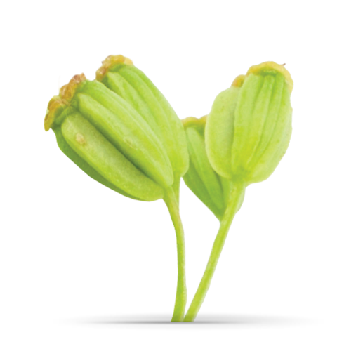 Angelica sinensis