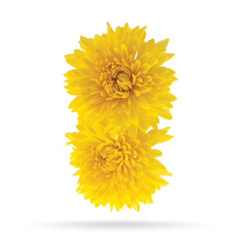 Chrysanthemum indicum